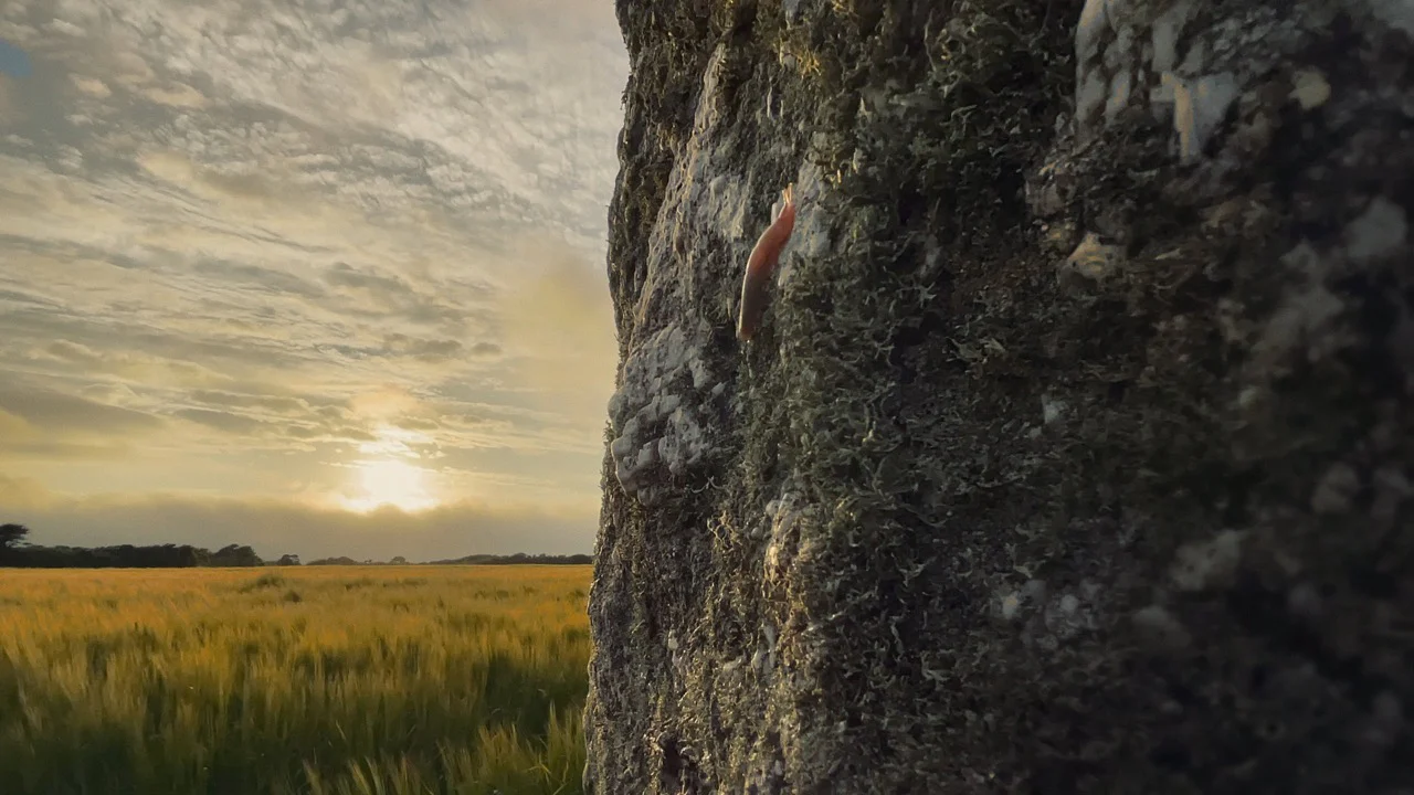 A Year In A Field [Blu-ray w/Slipcase] - Image 3
