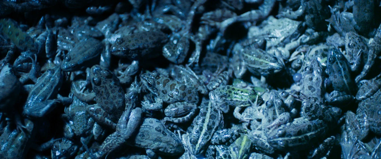 Baskin [Blu-ray] - Image 3