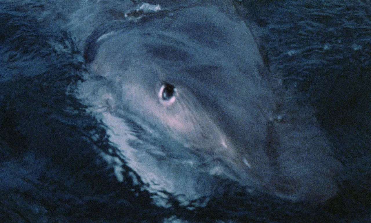 Night of the Sharks [Blu-ray + CD w/LE Slipcover] - Image 6