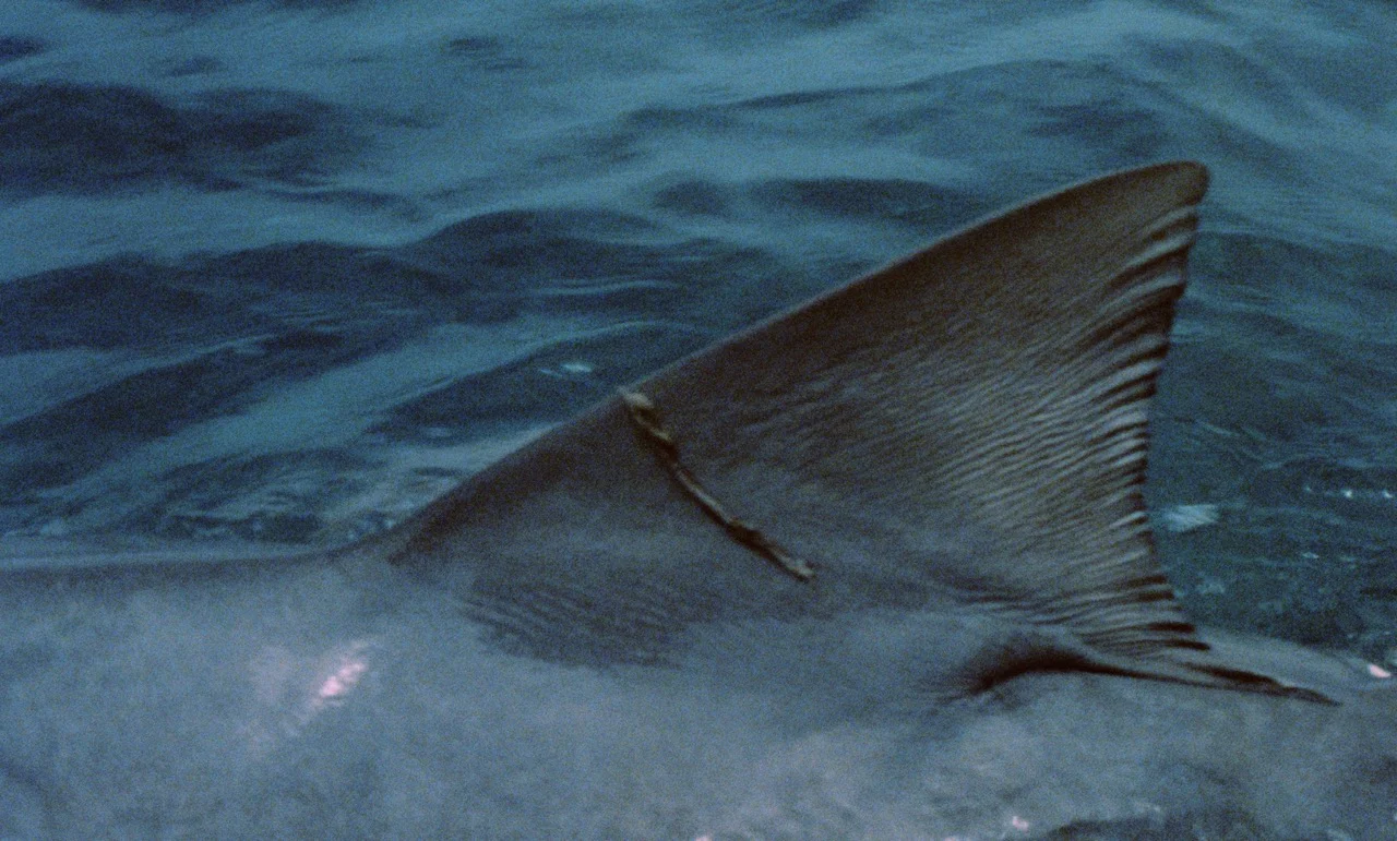Night of the Sharks [Blu-ray + CD w/LE Slipcover] - Image 5