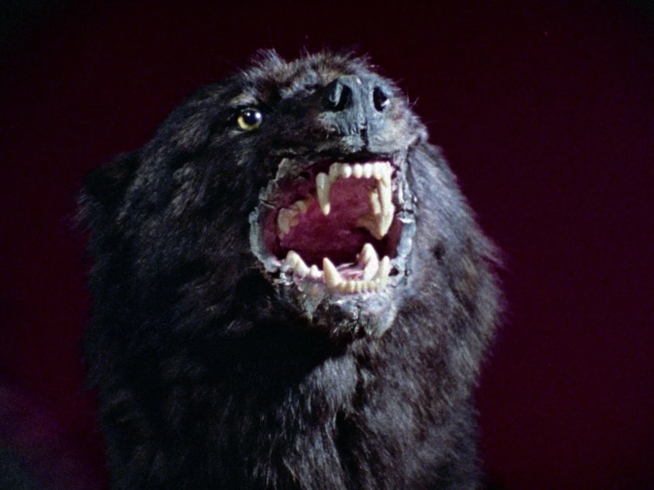 Hard Wood: The Adult Features of Ed Wood [3-Disc Blu-ray] - Image 4